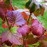 Prerada ribizle u jesen od štetočina i bolesti